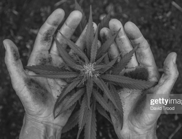 Woman holding a small cannabis plant in her garden